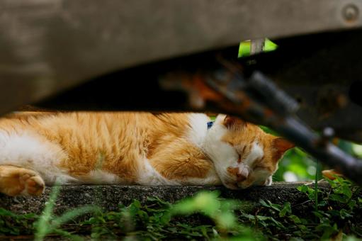 野良猫 野良猫,生き物,動物の写真素材