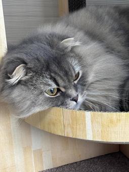 可愛い猫 可愛い猫の写真
