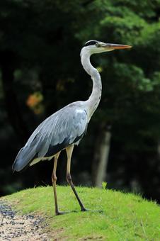 鷺-1 鷺-1の写真