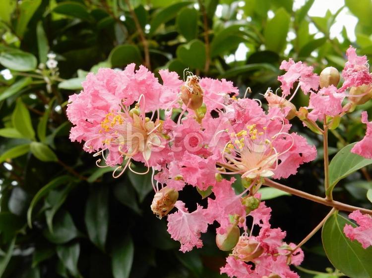 【花の写真】ピンクの百日紅の花 サルスベリ,百日紅,植物の写真素材