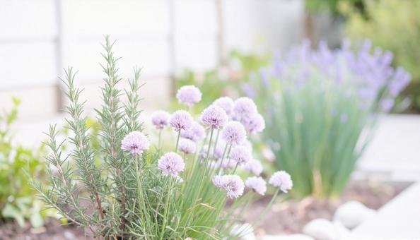 花壇のチャイブとローズマリー 花壇のチャイブとローズマリーの写真