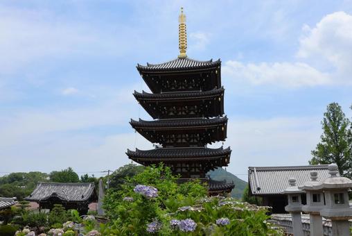 6月中旬の法然寺の五重塔とアジサイの花 6月中旬の法然寺の五重塔とアジサイの花の写真