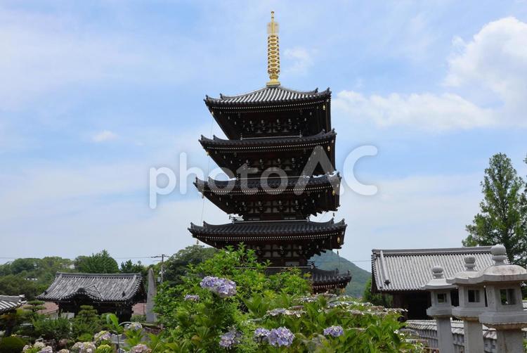 ６月中旬の法然寺の五重塔とアジサイの花 五重塔,伽藍,アジサイの写真素材