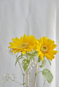 鮮やかな黄色のひまわりの花 鮮やかな黄色のひまわりの花 背景,ひまわり,サンフラワーの写真素材