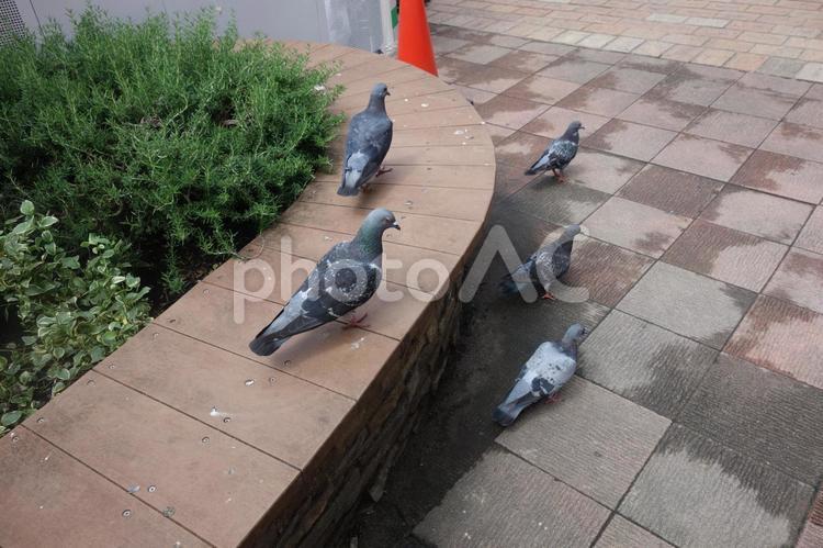 後ろを向くハトたち ハト,野生動物,鳥の写真素材