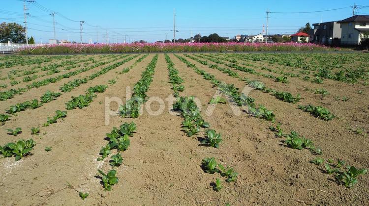 秋の野菜畑＆コスモス畑（埼玉県・狭山市） 野菜畑,野菜,コスモス畑の写真素材