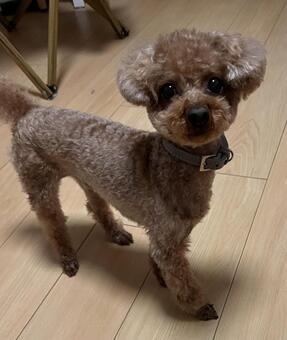 テディーベア トイプードル,犬,ペットの写真素材