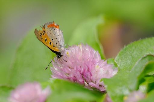 Photo, insect, butterfly, bennisimi, 