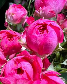 丸みのあるバラ 丸みのあるバラ バラ,花,アップの写真素材