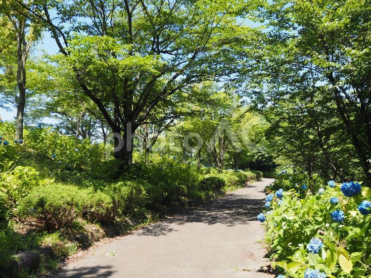東那須野公園・散歩道の紫陽花・那須塩原市 夏,青色,紫陽花の写真素材