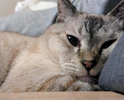 シロサバ猫 寝落ち前 シロサバ猫 寝落ち前の写真