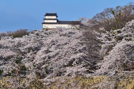彦根城 彦根城 城,彦根,彦根城の写真素材