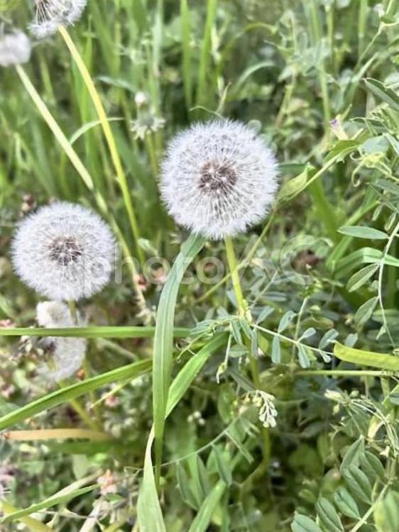 たんぽぽの綿毛 たんぽぽ,綿毛,街角の写真素材