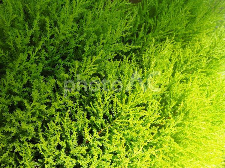 【背景素材】鮮やかな緑の植物 緑,黄緑,鮮やかの写真素材