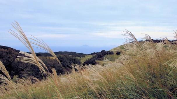 稲取細野高原のすすき野原　15 稲取細野高原,ススキ,秋の写真素材