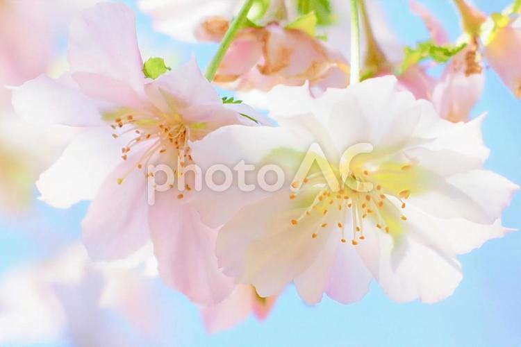 可愛らしい桜 桜,サクラ,さくらの写真素材