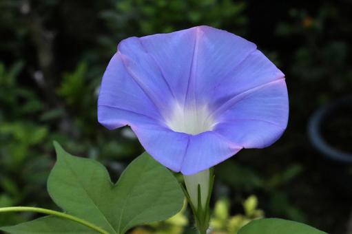 アサガオの花 アサガオの花の写真