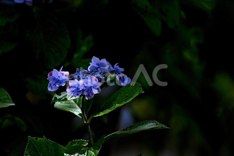 アジサイの花のクローズアップ あじさい,クローズアップ,晴天の写真素材
