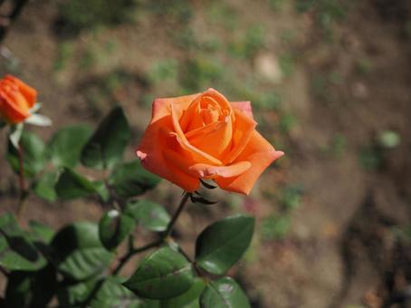バラ園にて綺麗な薔薇を撮った写真です バラ園にて綺麗な薔薇を撮った写真です 花,薔薇,自然の写真素材