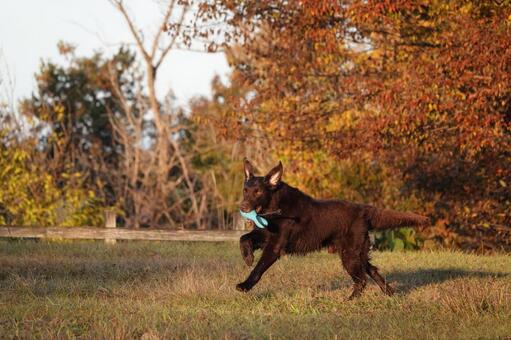 秋色バックにひとっ走り 犬,大型犬,レトリーバーの写真素材