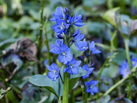 ミズアオイのある風景 ミズアオイ,青い花,青いの写真素材