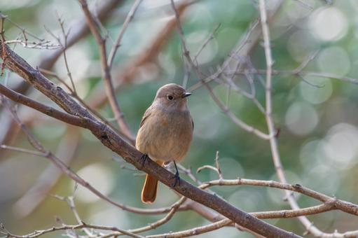 木の枝に止まるジョウビタキ 木の枝に止まるジョウビタキの写真