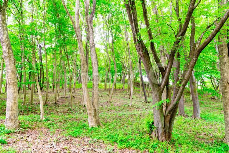 爽やかな森林 森,森林,木の写真素材