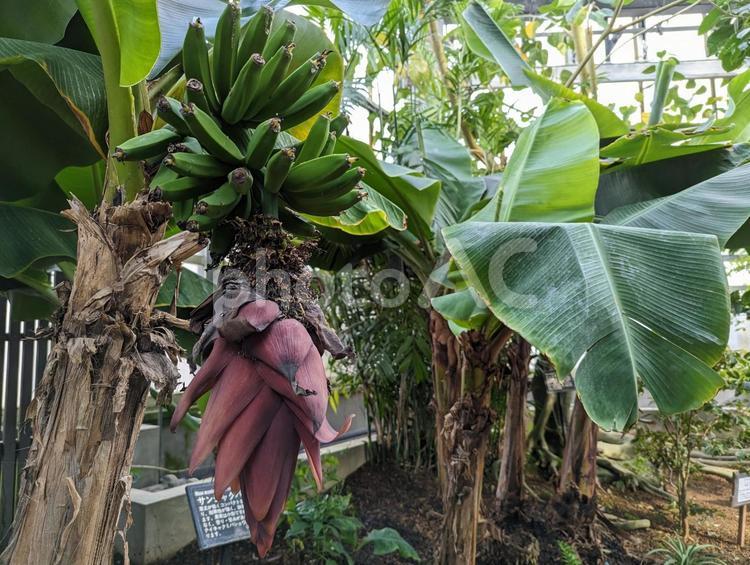 バナナの実 バナナ,生態系公園,大潟村の写真素材