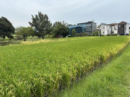 住宅街に隣接する稲穂の田んぼ 住宅街に隣接する稲穂の田んぼ 秋,稲,風景の写真素材