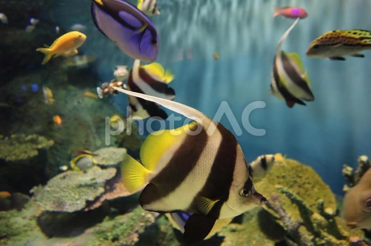 サンゴ礁の水槽を泳ぐハタタテダイ ハタタテダイ,チョウチョウウオ,スズキ目の写真素材