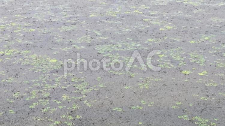 静かに広がる雨の模様、自然のアート 水面,雨,波紋の写真素材