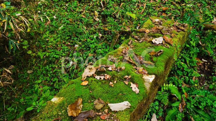 お洒落な苔と枯葉のテクスチャ 苔,枯葉,お洒落の写真素材