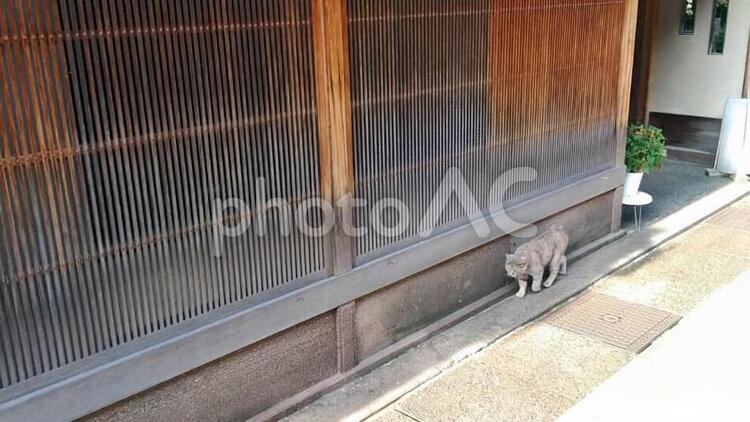 金沢の茶屋町の猫 金沢,街並み,茶屋町の写真素材