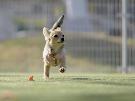 ドッグランのワンコの写真
