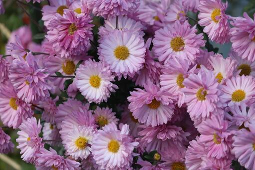 アスター 菊,花,植物の写真素材