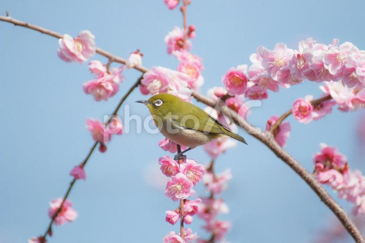 メジロがさえずる季節 メジロ,年賀状,梅の写真素材