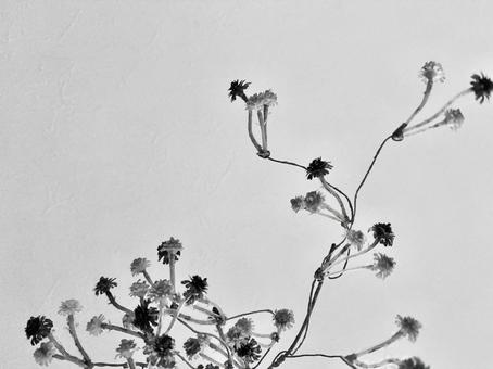 ドライフラワー ドライフラワー,フラワー,モノトーンの写真素材