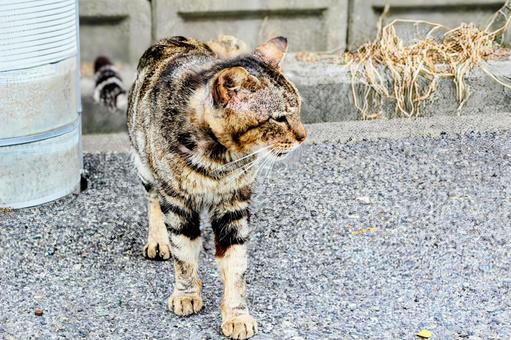 猫 猫 ねこ,ネコ,散策の写真素材