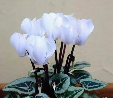 ケロニオン シクラメン,花,flowerの写真素材