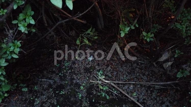 草木の奥は暗闇 昼,草木,暗闇の写真素材