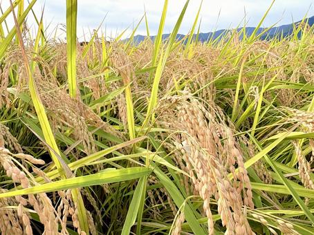 実るほど 頭を垂れる 稲穂かな 02 実るほど 頭を垂れる 稲穂かな 02 稲穂,稲,稻の写真素材