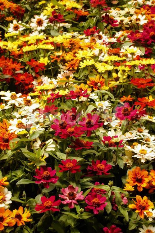 色とりどりの花畑 色とりどり,カラフル,花畑の写真素材