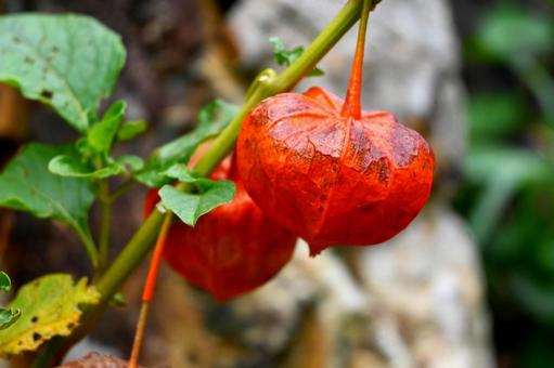 鬼灯 鬼灯,ホオズキ,秋の写真素材