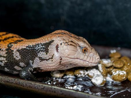 餌を食べるアオジタトカゲのアップ 餌を食べるアオジタトカゲのアップの写真