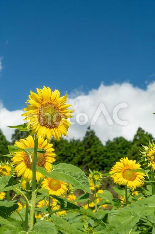 夏イメージ　満開のひまわり畑 夏,イメージ,満開の写真素材