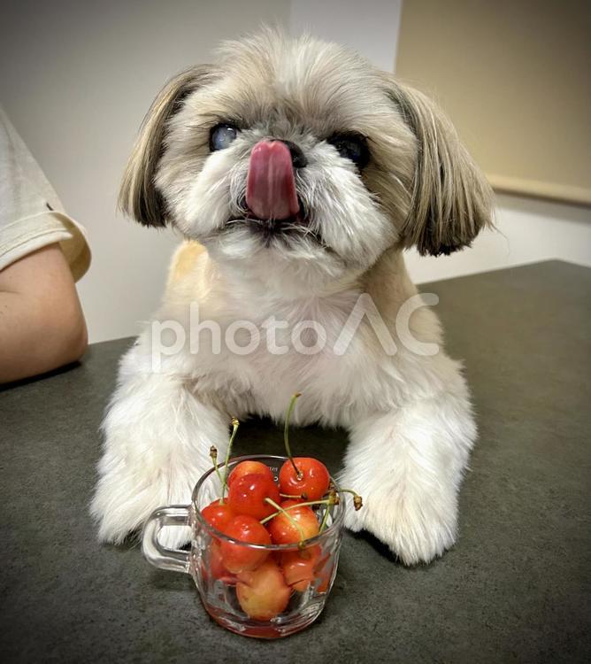 愛犬と佐藤錦さくらんぼ 愛犬,シーズー,フルーツ犬の写真素材