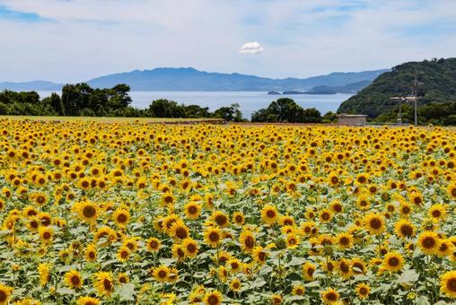 ひまわり畑 ひまわり畑 ヒマワリ,向日葵,花の写真素材