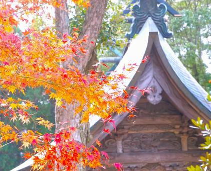 紅葉と神社の屋根① 嵐山瀧神社,神社,紅葉の写真素材