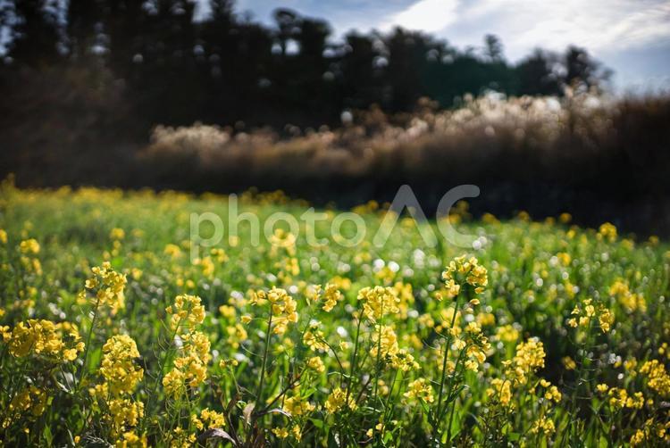 ★＜五島の風景＞冬に咲いた菜の花 花,菜の花,アブラナの写真素材