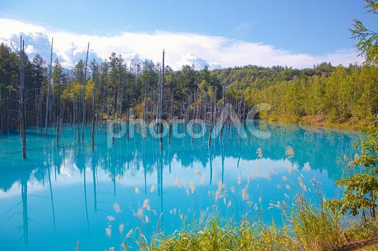北海道　白金青い池　秋2020 北海道,白金青い池,青い池の写真素材